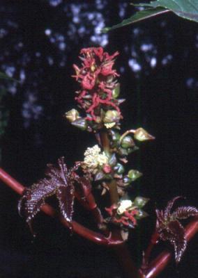Ricinus communis (ricino, tártago. castor)